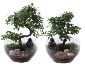 Mixed Indoor Bonsai Arrangement in Glass Bowl – 25cm