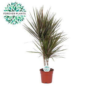 Bicolour Dragon Tree (Dracaena marginata) – 17cm Pot, 75cm