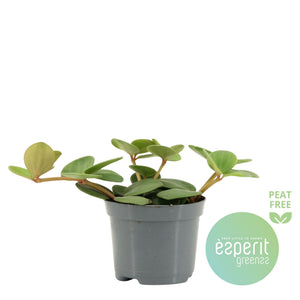 Peperomia Hope – 8.5cm Pot