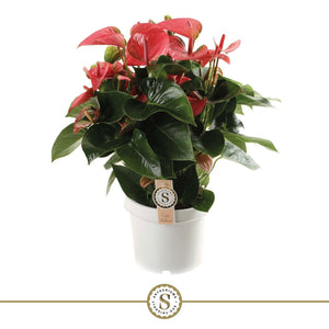 Red Anthurium Houseplant – 21cm Pot, 65cm High