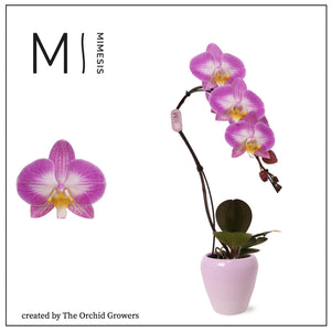 Swan Special Phalaenopsis Orchid – 7cm Pot