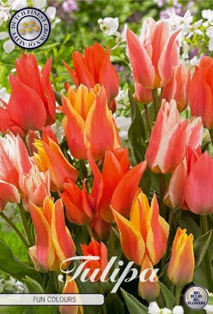 Tulipa greigii ‘Fun Colours’ Mixed Tulip Bulbs