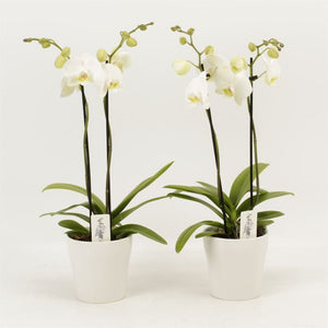 White Phalaenopsis Orchid – 2 Stem, 12cm Ceramic Pot