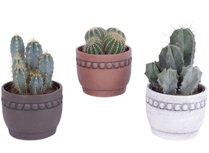 Mixed Cactus Collection in Ceramic Pot – 14cm