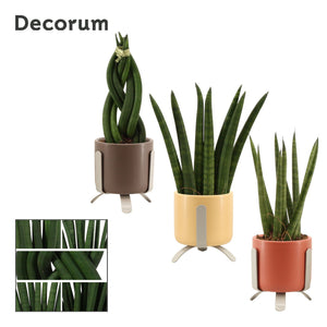 Sansevieria cylindrica – 6cm Pot, 16cm High