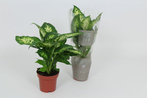 Dieffenbachia Compacta – 12cm Pot, 40cm High