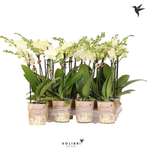 Yellow Phalaenopsis Orchid – 9cm Pot, 40cm Height