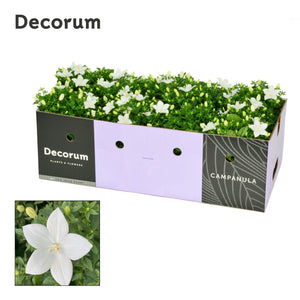 White Campanula ‘Atlanta’ – 11cm Pot