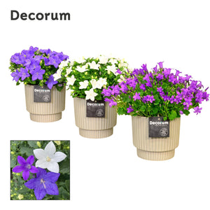 Mixed Campanula Collection – 15cm Pot
