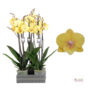 Yellow Phalaenopsis Orchid – 2 Stem, 12cm Pot