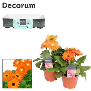 Pink Gerbera Flowering Houseplant – 12cm Pot