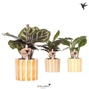 Mixed Calathea Houseplant – 6cm Ceramic Pot
