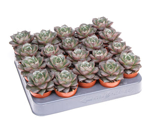 Echeveria purpusorum Succulent – 5.5cm Pot