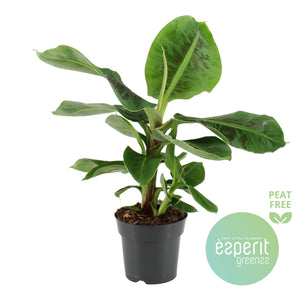 Dwarf Banana Plant (Musa) – 17cm Pot
