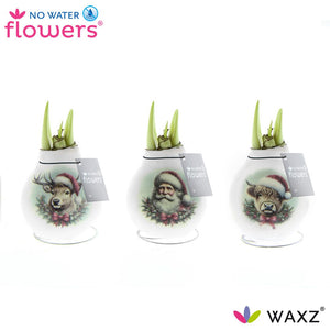 Hippeastrum Waxed Christmas Bulb – Santa & Friends