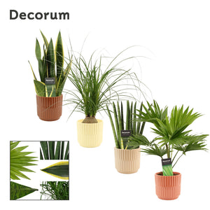 Green Houseplant Mix – 12cm Pot, Approx. 35cm High