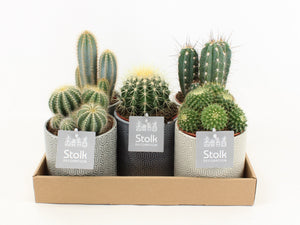 Mixed Cactus Collection in Gaia Ceramic Pot – 13cm