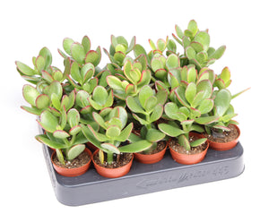 Crassula ovata ‘Sunset’ Jade Plant – 5.5cm Pot