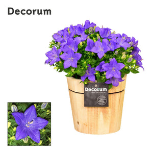 Blue Campanula ‘Napoli’ – 14cm Pot