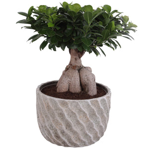 Ficus Ginseng Bonsai (Ficus microcarpa) – 27cm Ceramic Pot