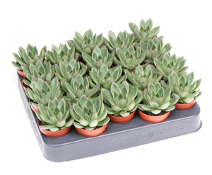 Echeveria 'Costarii' Succulent – 5.5cm Pot