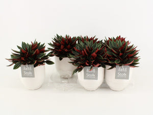 Red Ripple Peperomia (Peperomia caperata) – 13cm Pot