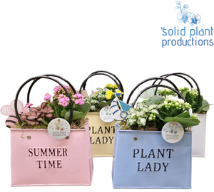 Summer Flower Arrangement in Zinc Bag – 18cm Pot