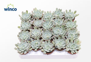 Echeveria ‘Baena’ – 5.5cm Pot