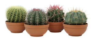 Mixed Cacti in Terracotta Pot – 19cm