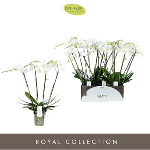 White Phalaenopsis Orchid ‘Theatro Jazz Classico’ – 12cm Pot