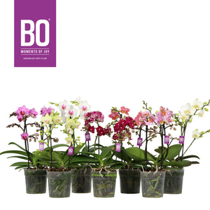Mixed Phalaenopsis Orchid – 12cm Pot, 40cm High