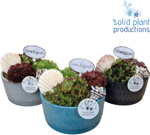 Sarah Sempervivum Succulent Arrangement – 19cm Pot