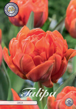Double Early Tulip ‘Orca’ Bulbs – 7 Bulbs