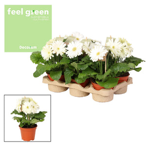 Purple Gerbera Houseplant – 12cm Pot