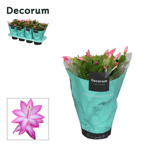 Orange Christmas Cactus (Schlumbergera) – 13cm Pot