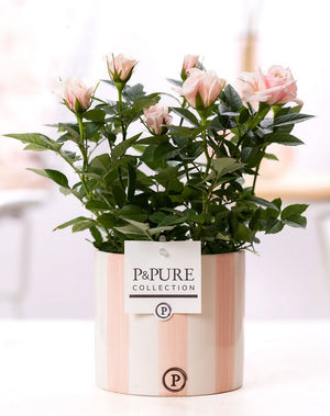 Pink Rose in Ceramic Pot – 12cm