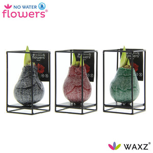Waxed Hippeastrum Amaryllis Bulb – Mixed Colours