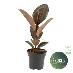 Ficus Elastica ‘Pink Camouflage’ – 14cm Pot