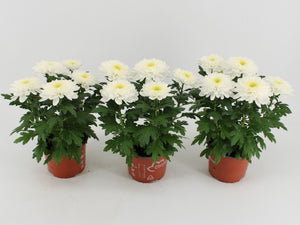 White Chrysanthemum ‘Zembla’ – 15cm Pot