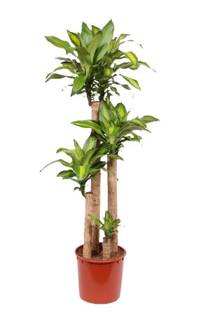 Dracaena Massangeana Cane Plant – 34cm Pot, 180cm