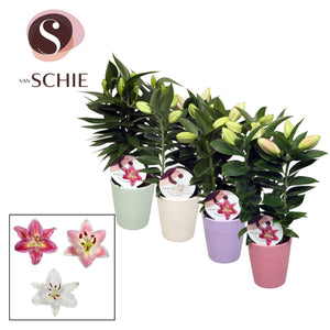 Oriental Lily (Lilium) – 13cm Ceramic Pot