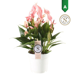 Anthurium Lily – 14cm Pot, Approx. 40cm Height