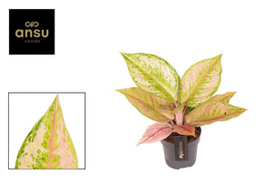 Aglaonema ‘Pastella’ – 12cm Pot, Approx. 30cm