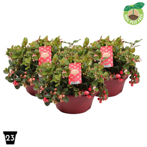 Big Berry Gaultheria – 23cm Pot, 30cm High