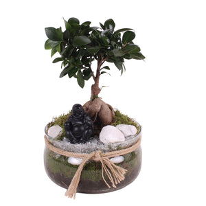 Ficus Ginseng Bonsai with Glass Bowl – 20cm Pot