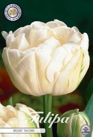 Double Late Tulip Bulbs ‘Mount Tacoma’ – 7 Bulbs