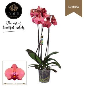 Narbonne Phalaenopsis Orchid – 12cm Pot, 65cm High