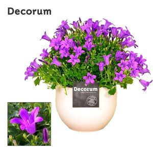 Blue Campanula Portenschlagiana ‘Melanie’ – 13cm Pot