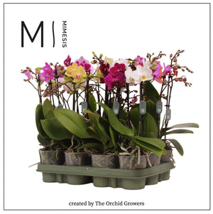 Mixed Phalaenopsis Orchid – 3 Stem, 9cm Pot