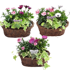 Oval Wicker Plant Arrangement – 25cm Pot